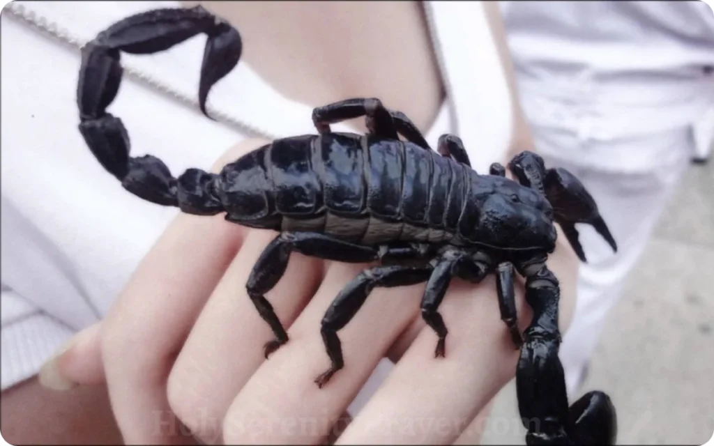 scorpion-on-your-hand