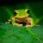 30 Short Powerful Spiritual Meaning of Frogs spiritual-meaning-of-frogs