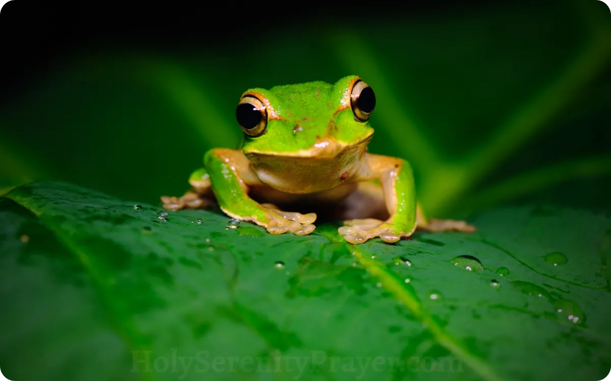 spiritual-meaning-of-frogs