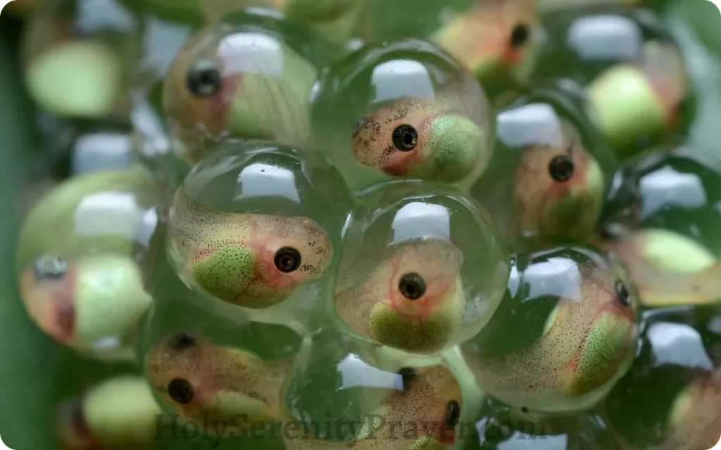 symbol-transformation-and-rebirth